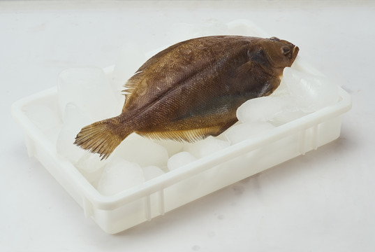 比目魚