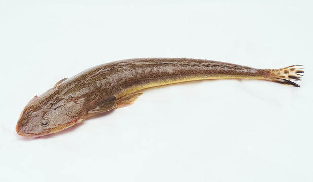 辮子魚