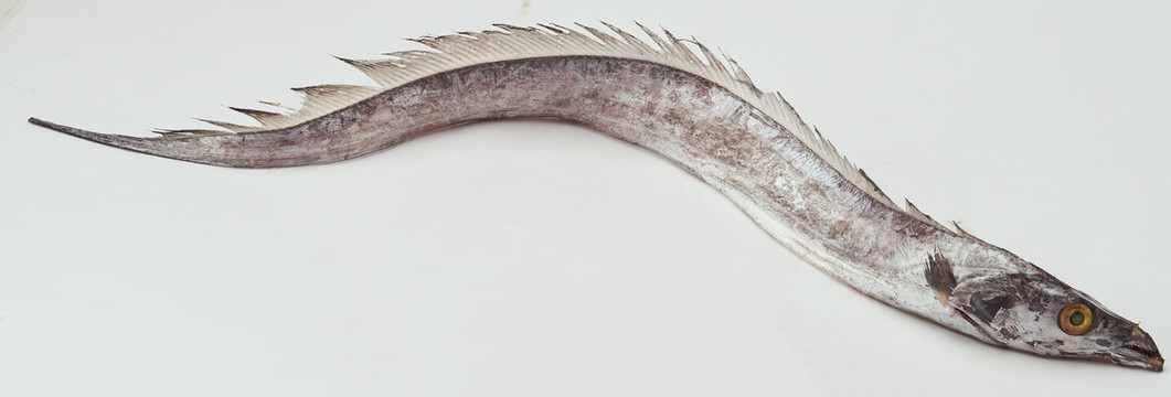 帶魚