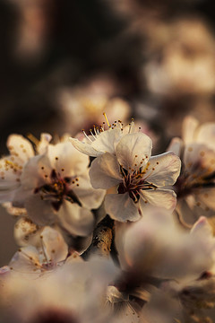 花卉