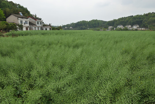 油菜地