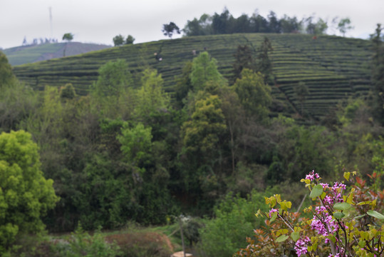 茶园茶山