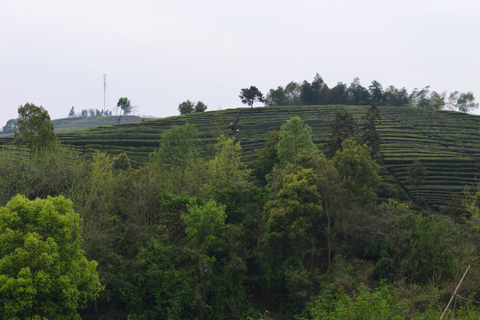 茶园茶山