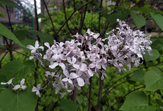 白色丁香花开素材