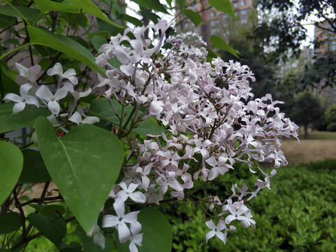 白色丁香花开素材