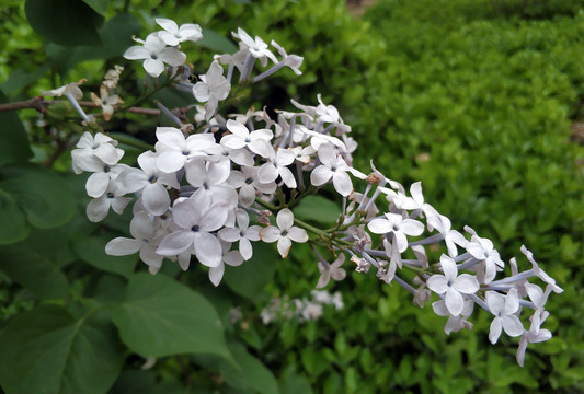 白色丁香花开素材