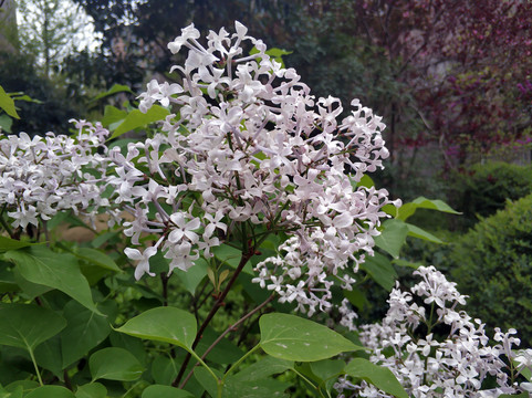 白色丁香花开素材