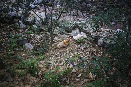 邹城上九山古村落的农家笨鸡