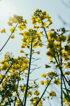 油菜花