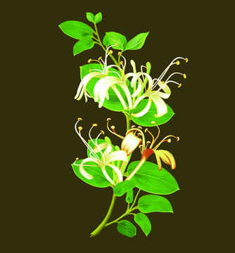 金銀花插畫