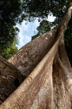 吴哥塔茏寺树上的刻画