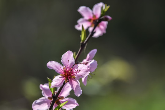 桃花