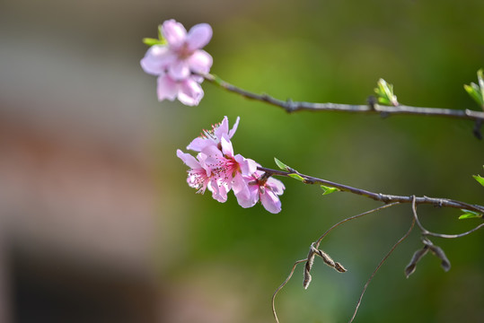 桃花