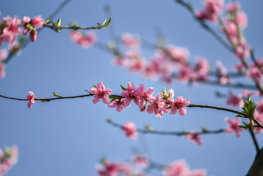 桃花枝