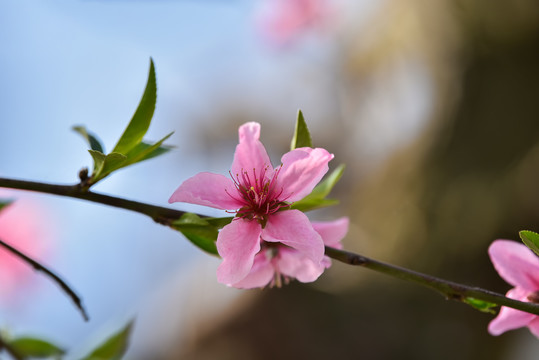 桃花