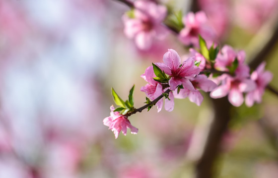 桃花