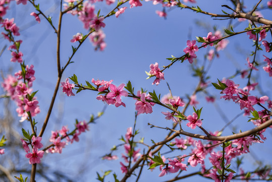 桃花枝