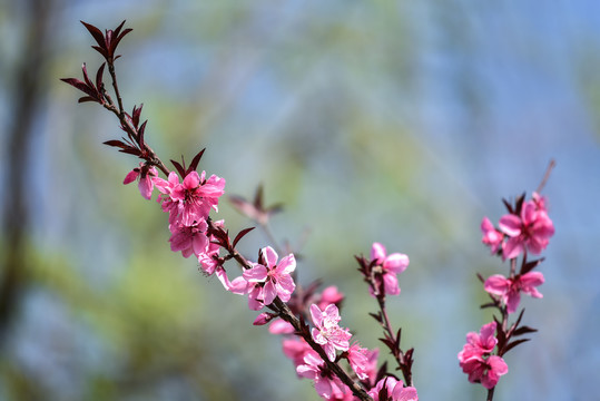 桃花枝