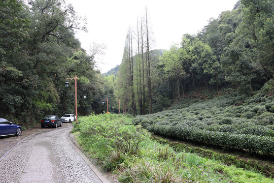 杭州杨梅岭景区