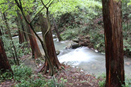 杭州杨梅岭景区