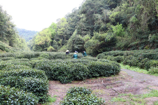 杭州杨梅岭景区