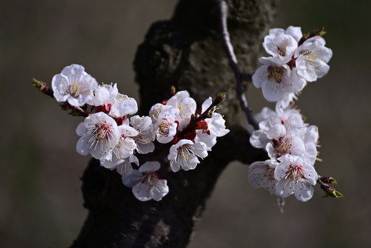 杏花春