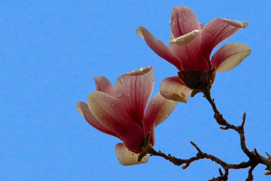玉蘭花
