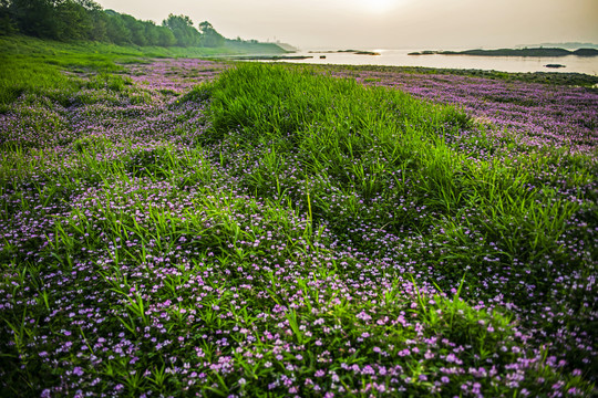 苕籽花