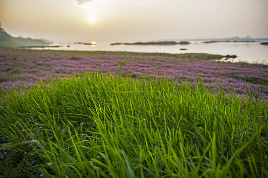 苕籽花