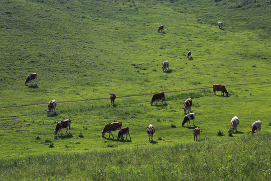 草原牧场牛群