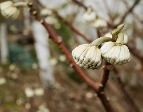 结香花