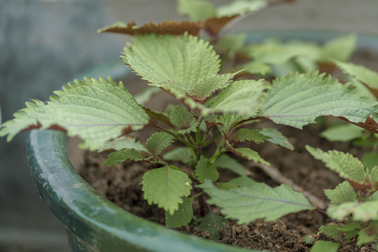 植物