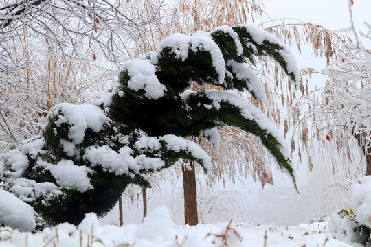 公园雪景