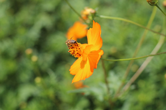 小菊花