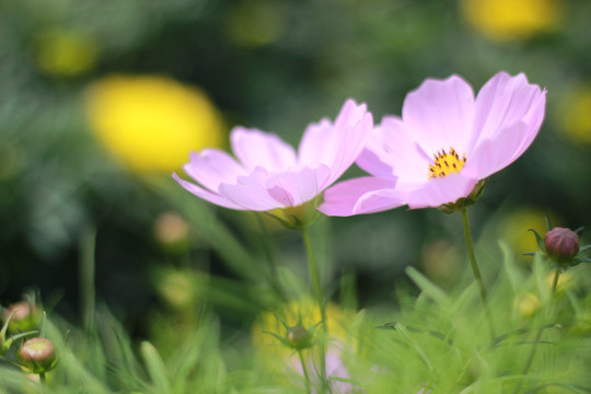 小菊花