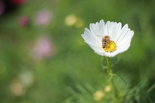 小菊花