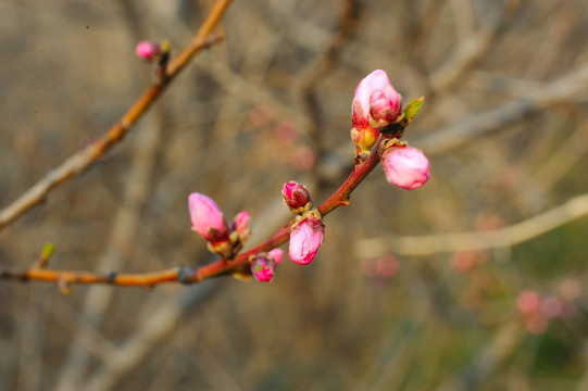 花蕾