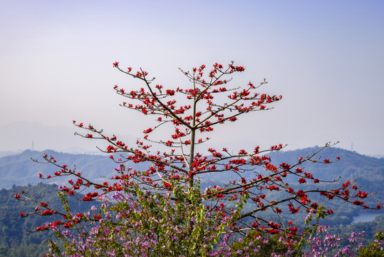 木棉花