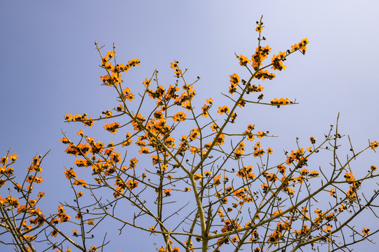 木棉花