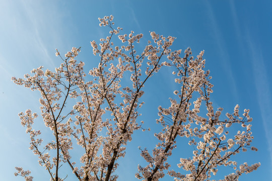 樱花树