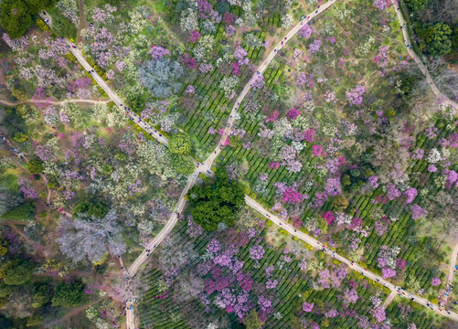 航拍梅花山