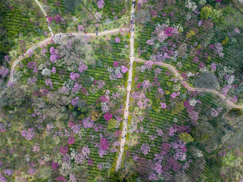 航拍梅花山