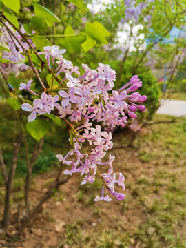 丁香花