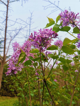 丁香花