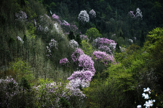 辛荑花