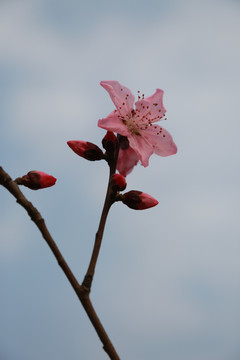 一枝桃花