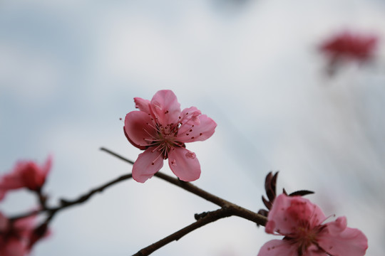 桃花盛开