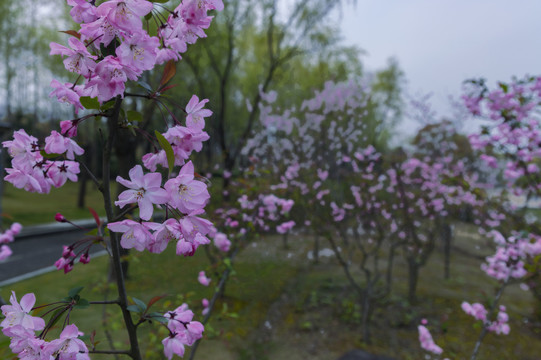 无锡金匮公园