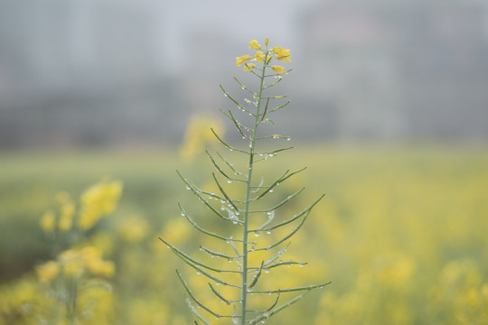 油菜花