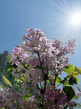 阳光下的丁香花